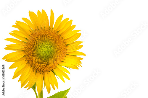 Sunflower isolated on a white background © kangrut