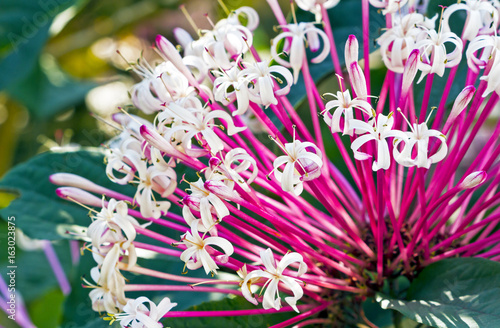 Quezonla flower - sicentific name is 