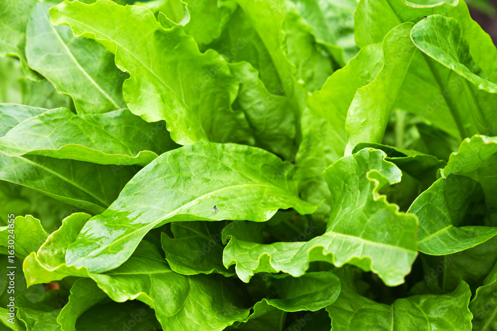 Vegetable green background of the leaves of sour sorrel in the kitchen garden on a summer day after a rain Vegetable green background of the leaves of sour sorrel in the kitchen garden on a summer day after a rain