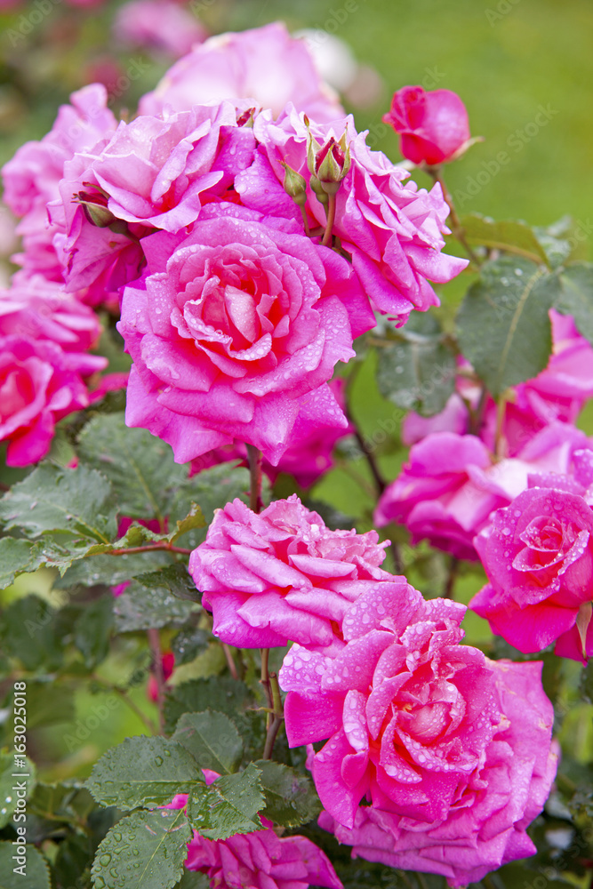 roses roses