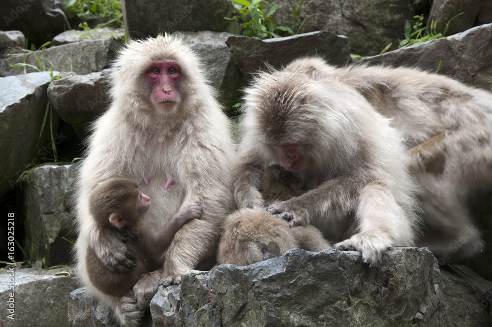 Japanes Macaque mother holding baby and another preening Japanes Macaque mother holding baby and another preening
