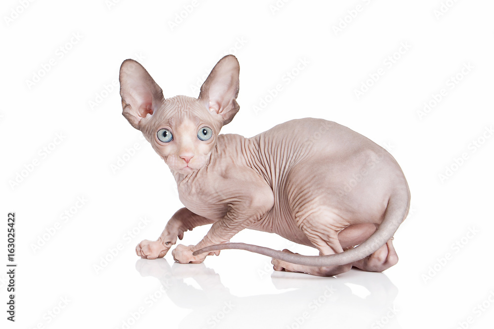 Cat. Canadian sphynx cat kitten on white background Stock Photo | Adobe ...