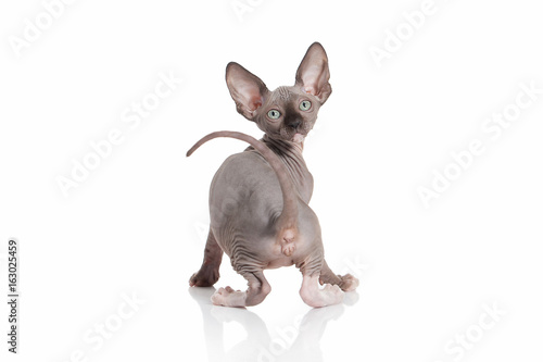 Cat. Elf cat kitten on white background