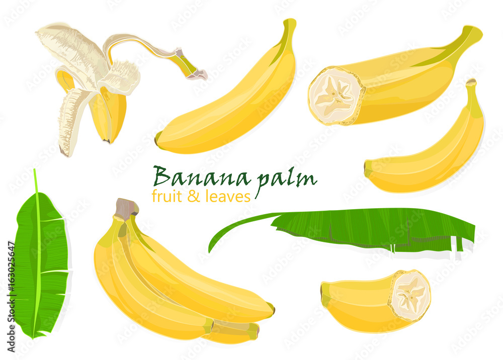 Set tropical palm banana leaves and Single, peeled and sliced fruits. realistic drawing in flat color style, isolated on white background.