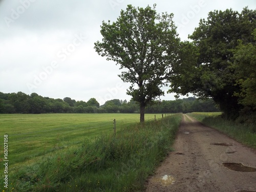 Chemin à la campagne