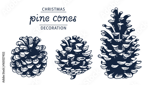 Pinecones vector set, botanical hand drawn illustration, isolated on white background