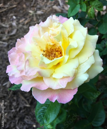 Pink & Yellow Rose