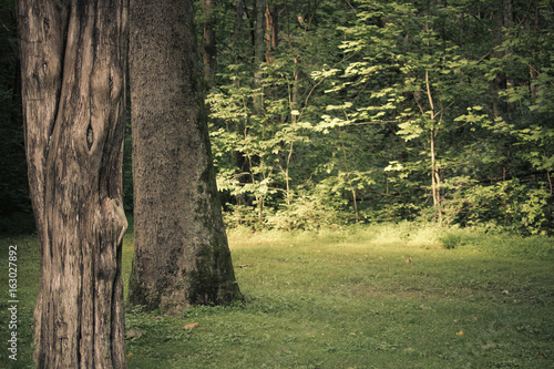 Tree line