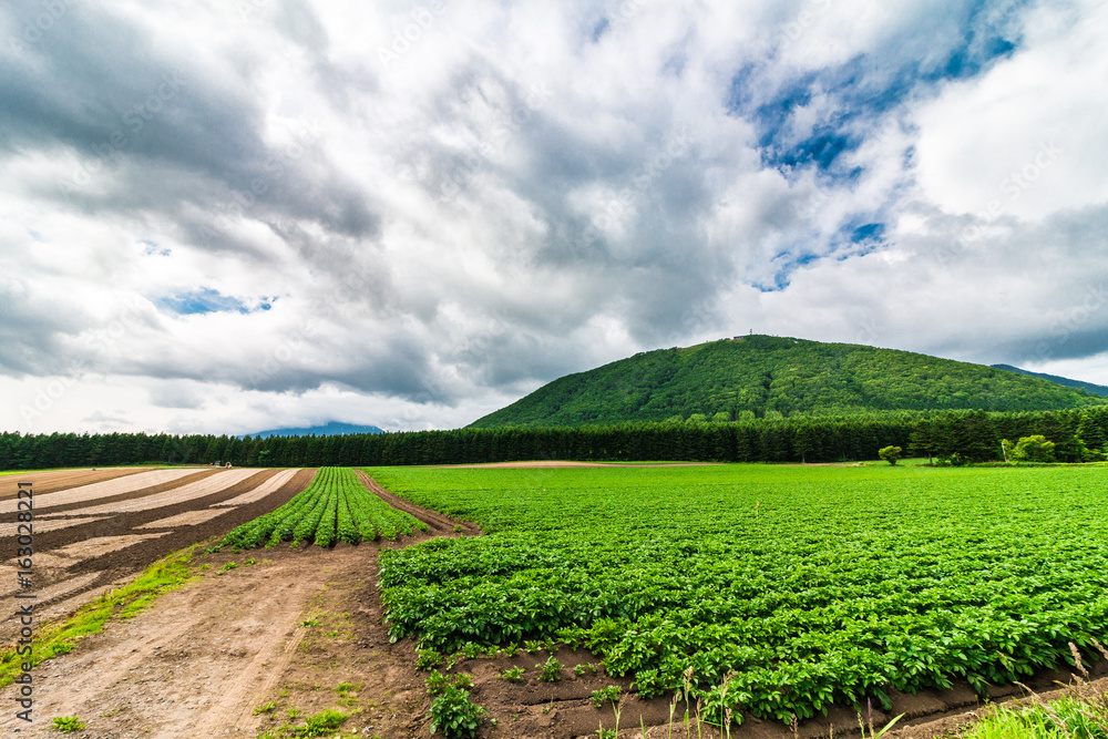北海道 畑と山の景色