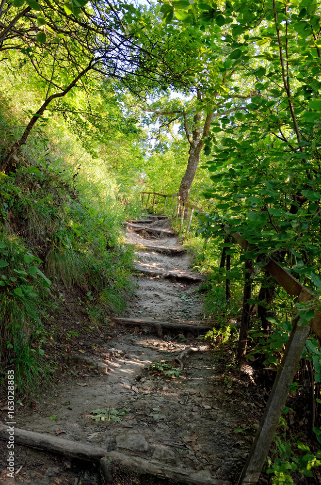 Mountain path among thickets of green trees Mountain path among thickets of green trees