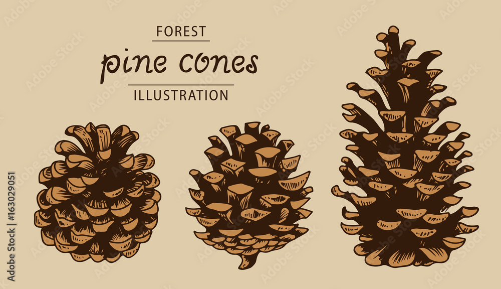 Pine cones vector set, botanical hand drawn illustration, isolated xmas pine cones - obrazy, fototapety, plakaty 