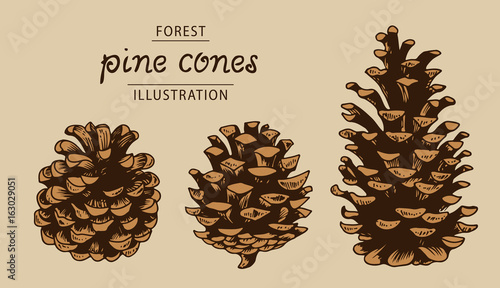Pine cones vector set, botanical hand drawn illustration, isolated xmas pine cones