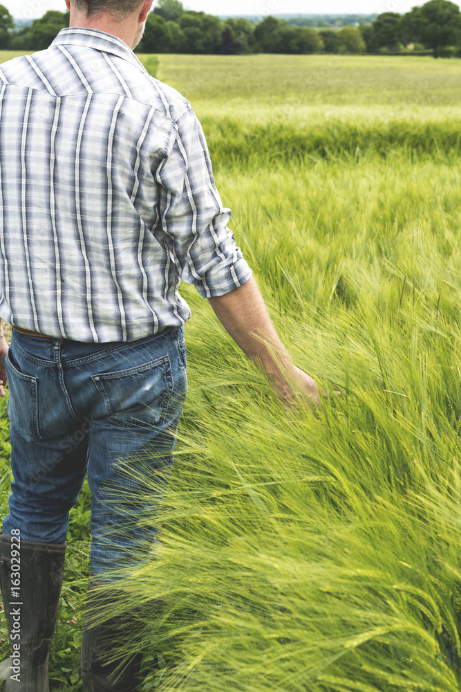 Man Touching Stalks of Green Wheat Plants in Huge Field Man Touching Stalks of Green Wheat Plants in Huge Field