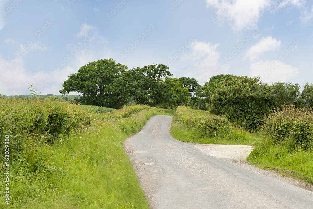 Narrow Country Road with Trees on a Bright Sunny Day Narrow Country Road with Trees on a Bright Sunny Day