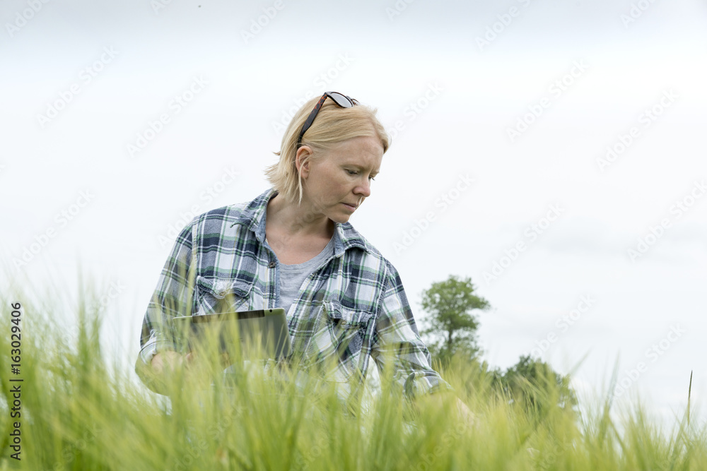 Woman Clutching a Tablet Computer Looking Down on Wheat Field Woman Clutching a Tablet Computer Looking Down on Wheat Field