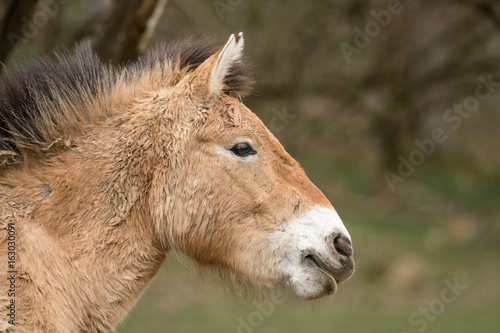 Cheval de Przewalski