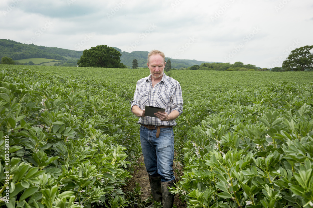 Fototapeta premium Man with Mobile Device in the Middle of Farm Field