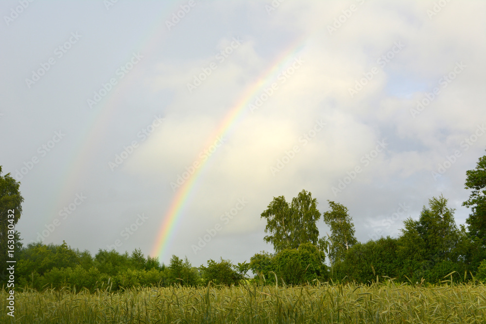 Beautiful summer horizontal landscape: two rainbows over a field of cereals, nature, countryside Beautiful summer horizontal landscape: two rainbows over a field of cereals, nature, countryside