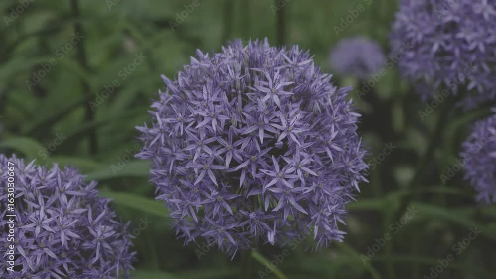 Close up of blue Lupines flowering in spring sunshine. UltraHD stock footage. Close up of blue Lupines flowering in spring sunshine. UltraHD stock footage.