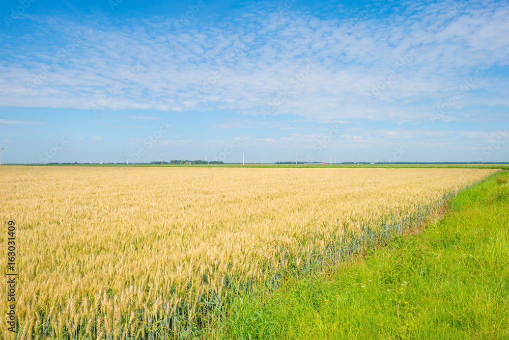 Wheat growing in a field in summer