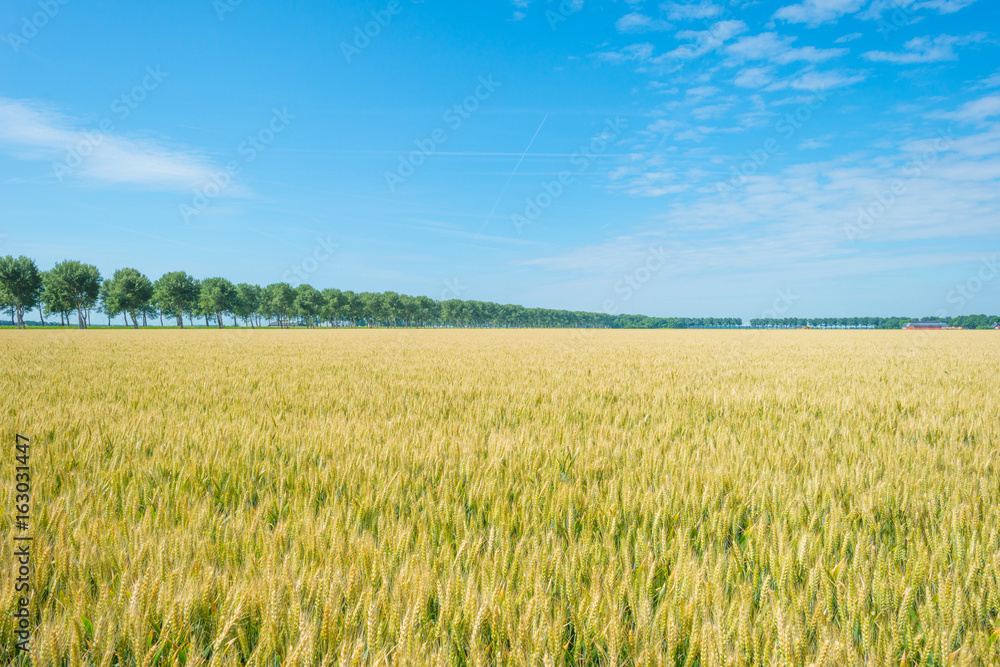 Trees and wheat in sunlight in summer Trees and wheat in sunlight in summer