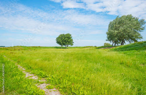 Trees in a field in summer