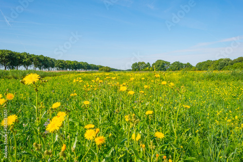 Trees and wild flowers in a field in summer © Naj