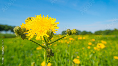 Fototapeta Naklejka Na Ścianę i Meble -  Trees and wild flowers in a field in summer