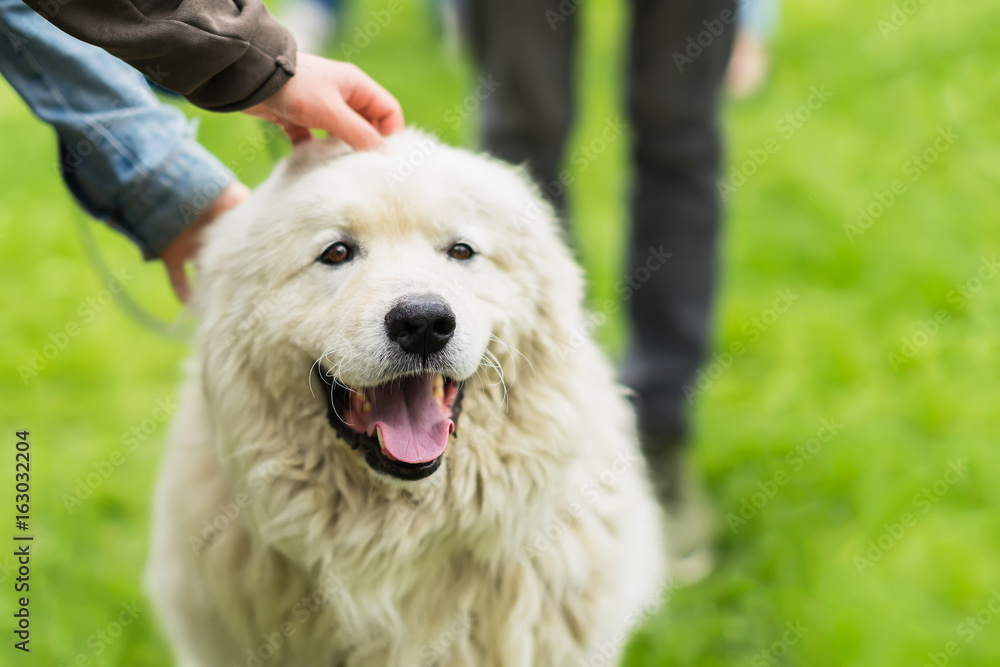 Cute adult dog with white fur that caress a few hands. She is pleased, happy and smiling. Concept of friendship between man and dog