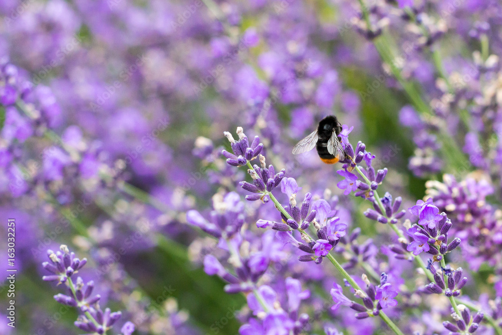bumblebee on the field of lavender bumblebee on the field of lavender