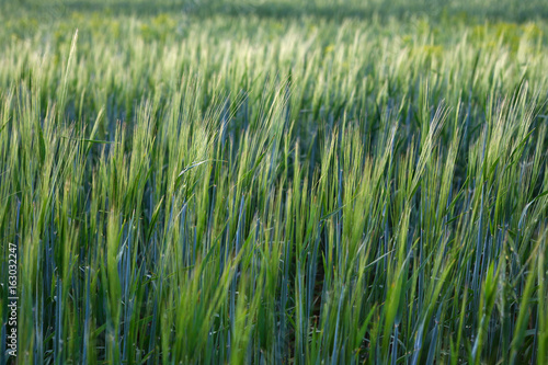 Young wheat field. Nature background