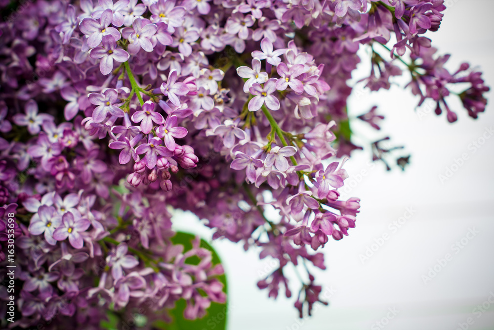 lilac flowers on white old wooden background