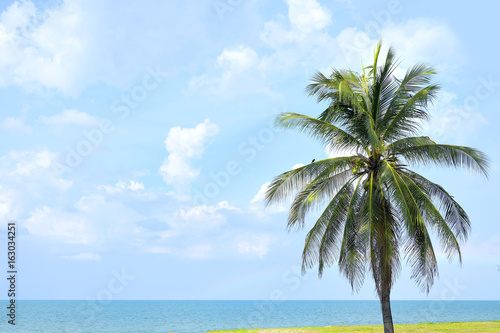 Palm tree at beach