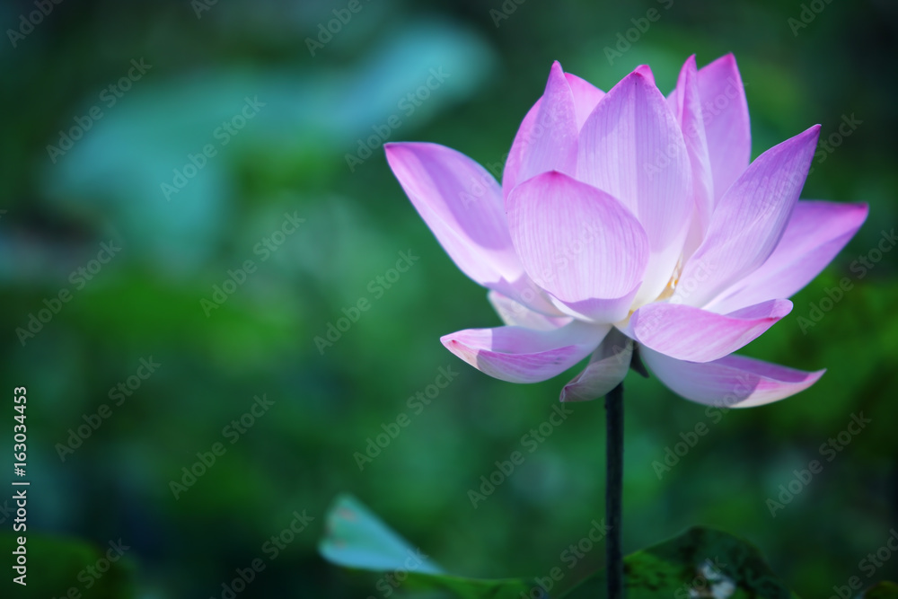 beautiful lotus flower blooming in garden beautiful lotus flower blooming in garden