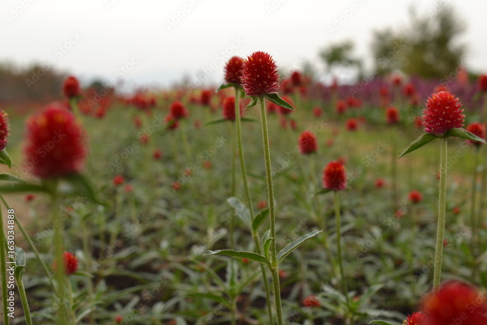 Obraz premium 千日紅の花