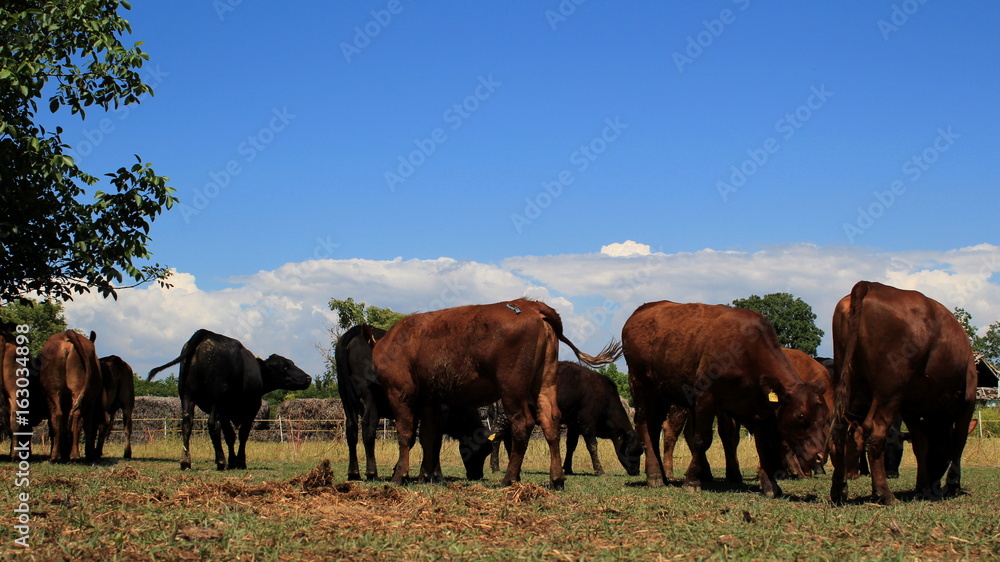 Grazing cows on the pasture