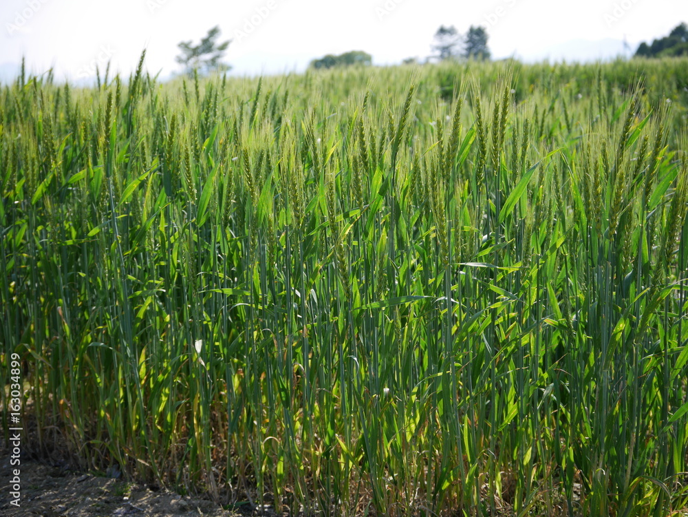 Fresh green and golden wheat field