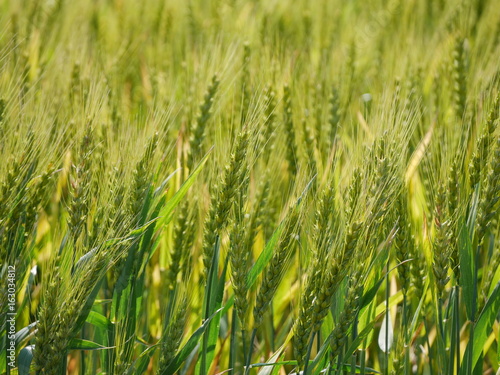 Fresh green and golden wheat field © petite usagi