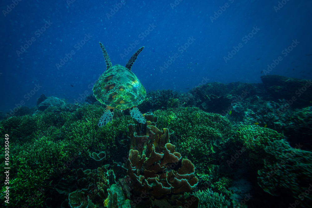 Fototapeta premium Turtle