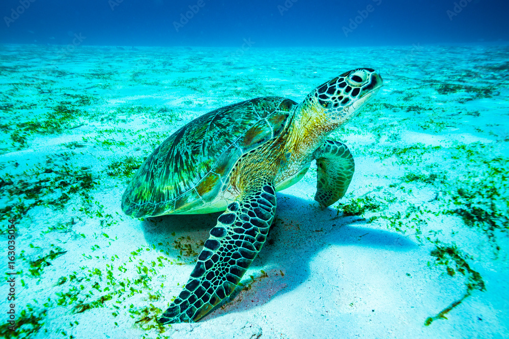 Obraz premium Turtle