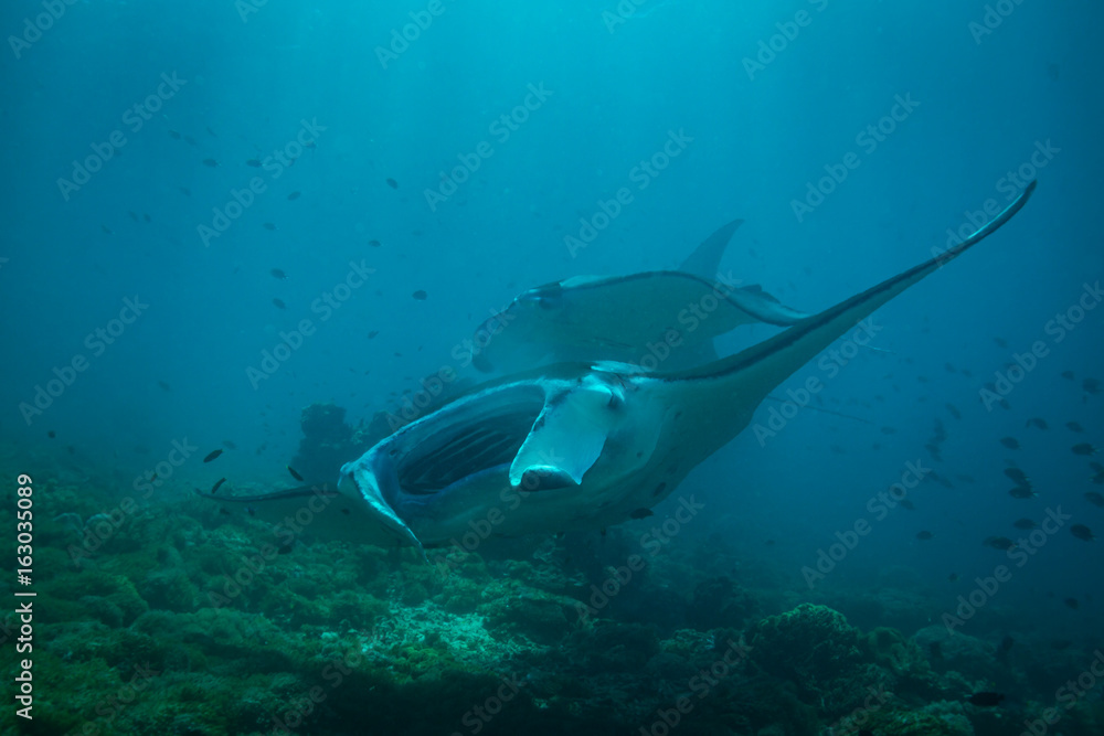 Fototapeta premium Manta ray