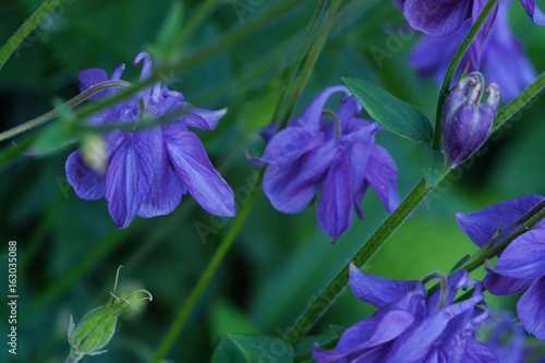 Beautiful lilac bluebells in the summer garden