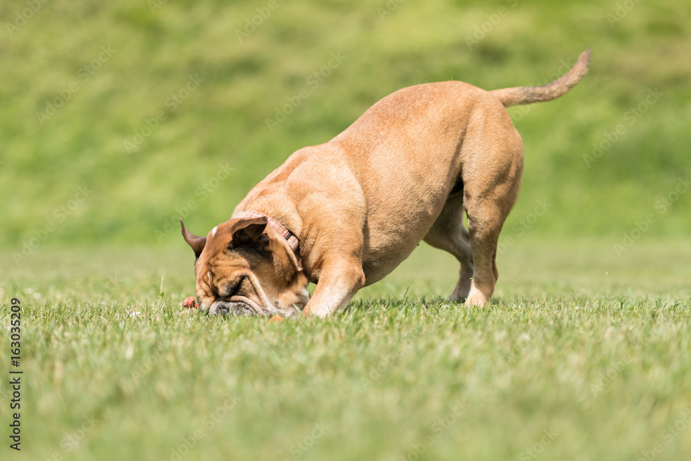 Continental Bulldogge nimmt ein Spielzeug auf Continental Bulldogge nimmt ein Spielzeug auf