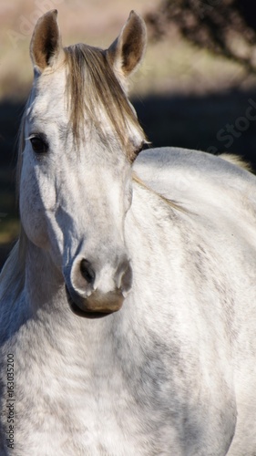 Close up of a beautiful grey Andalusian Horse