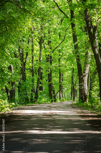 Landscape. Road Through A Green Forest. Nature Series.
