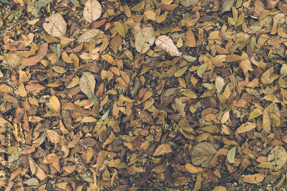 dried leaf dried leaf