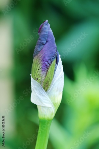 Fototapeta Naklejka Na Ścianę i Meble -  Beautiful Bud of iris in the summer garden