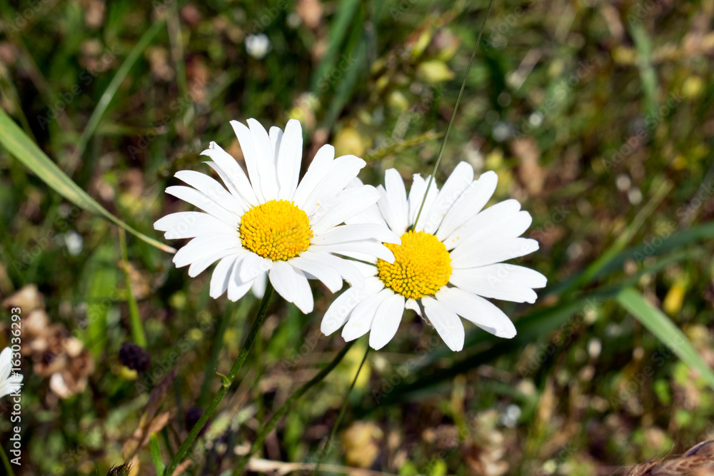 Common daisy (Bellis perennis) on the meadow in spring Common daisy (Bellis perennis) on the meadow in spring