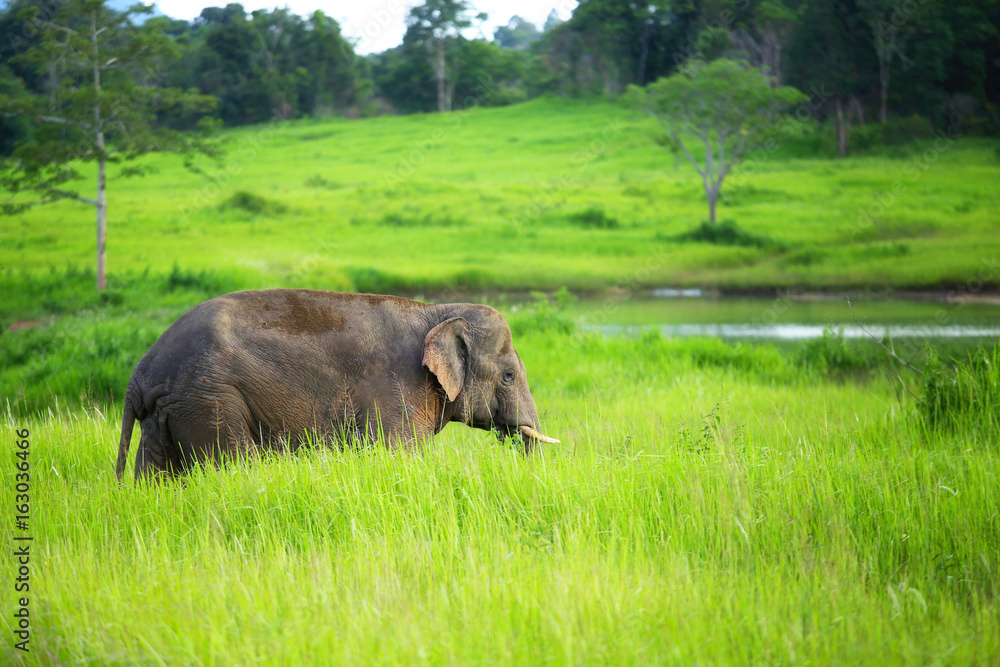 The young elephant walking in the lush forest The young elephant walking in the lush forest