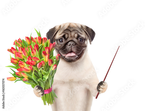 Happy puppy with a bouquet of tulips and pointing stick. isolated on white background